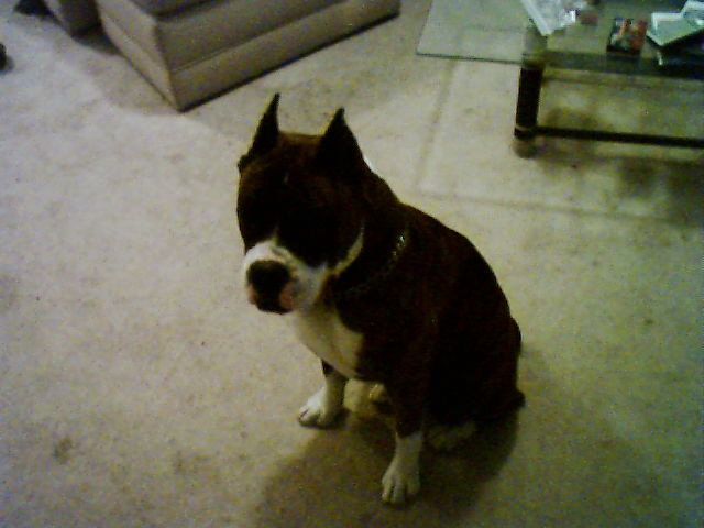 bruiser.jpg