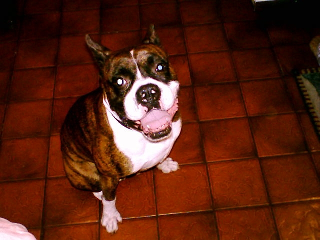 bruiser2.jpg